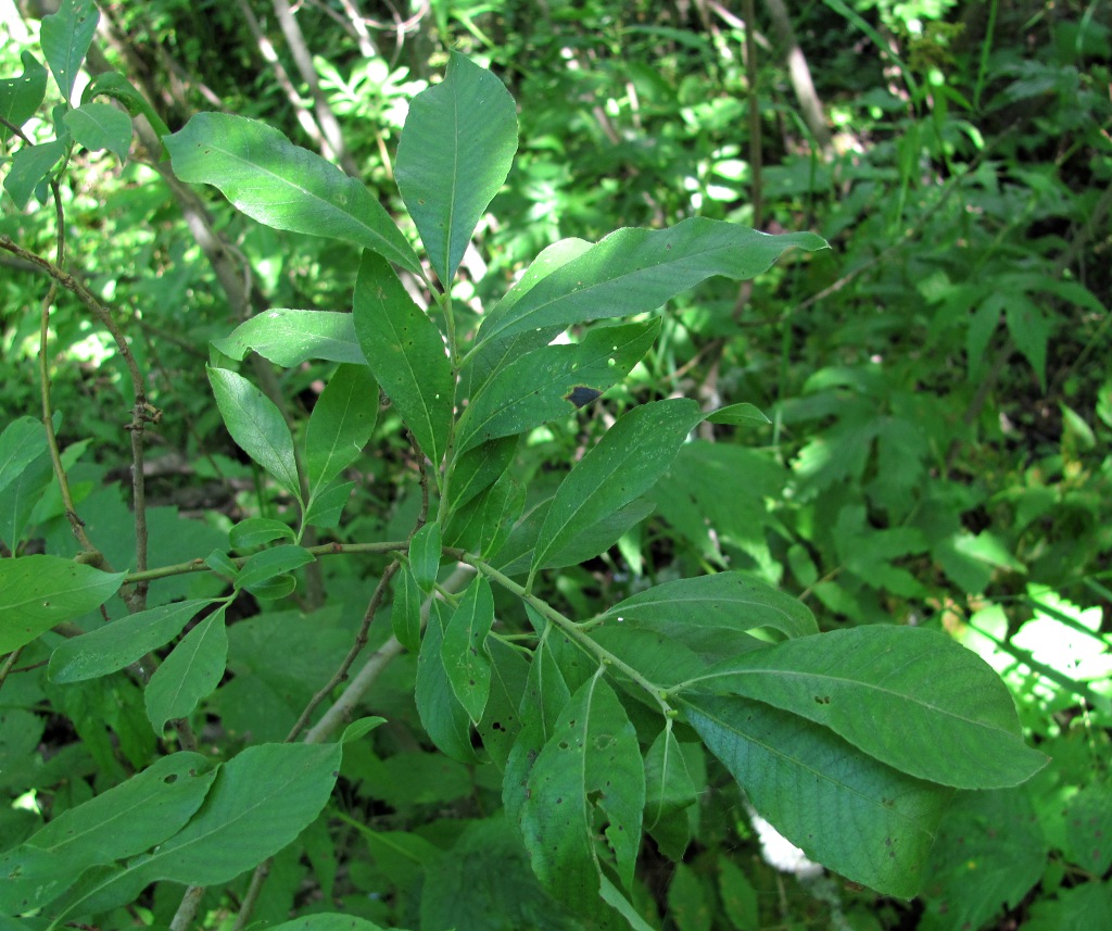 Image of Salix × multinervis specimen.