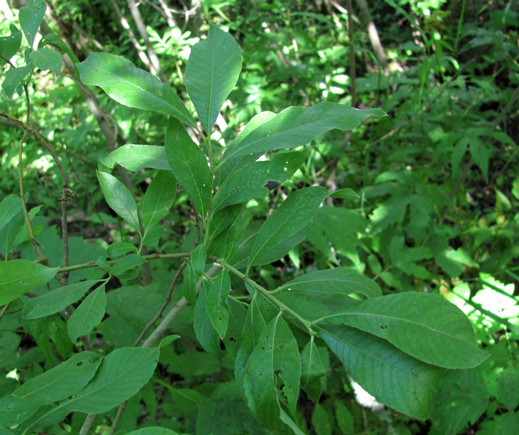 Image of Salix &times; multinervis specimen.