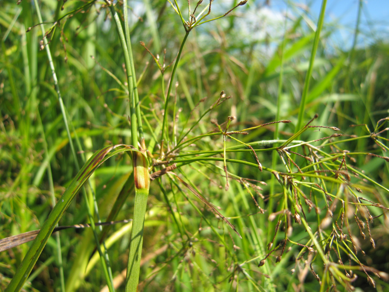 Изображение особи Scirpus radicans.