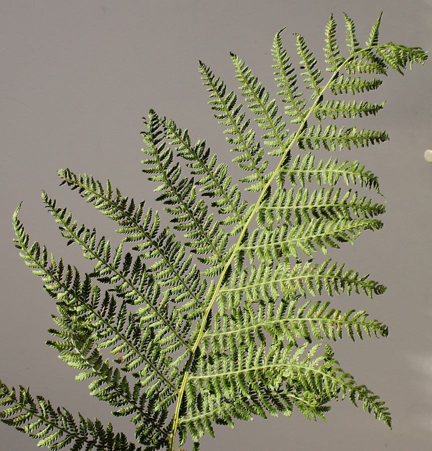 Изображение особи Athyrium filix-femina.