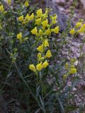 Linaria adzharica