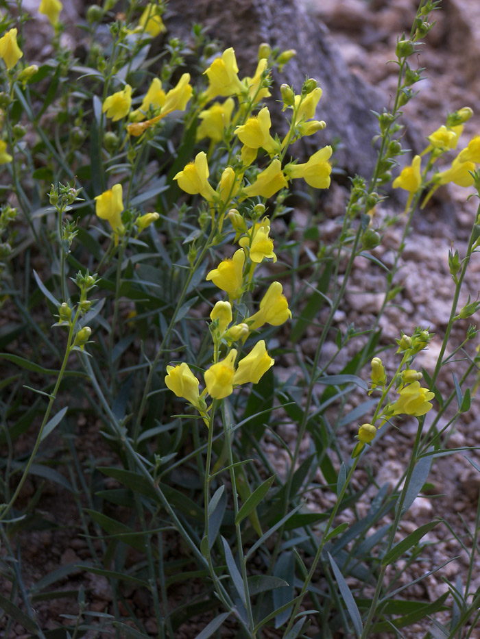 Изображение особи Linaria adzharica.