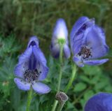 Aconitum burnatii