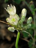 Allium rupestre