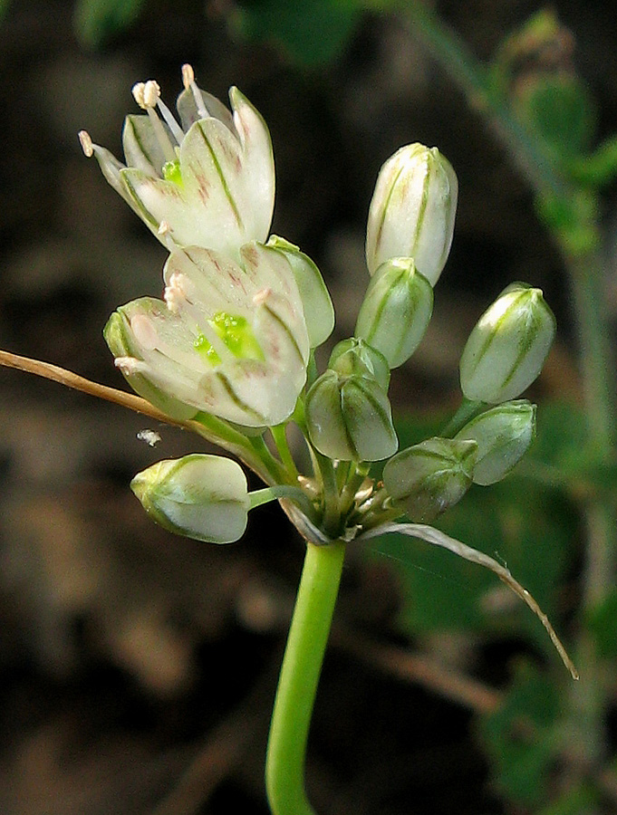 Изображение особи Allium rupestre.