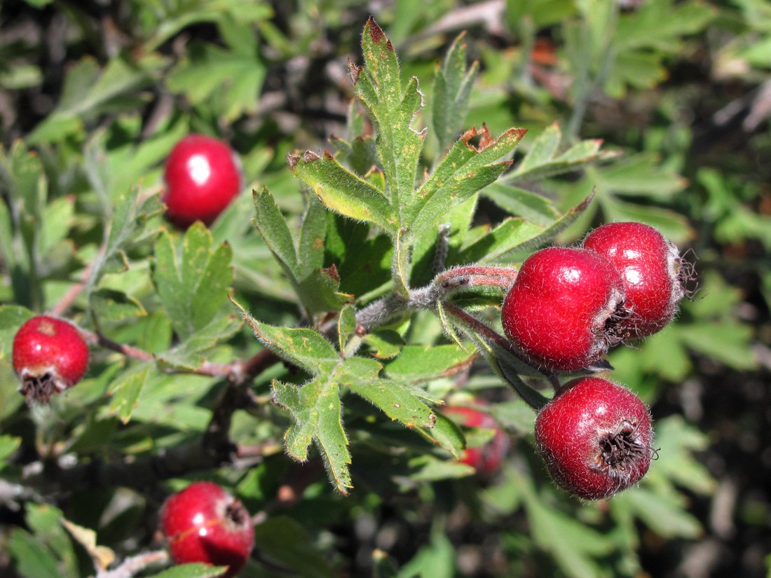 Изображение особи Crataegus &times; tournefortii.