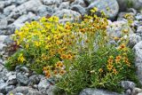 Saxifraga aizoides