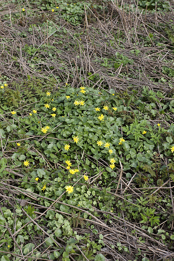 Image of Ficaria verna specimen.