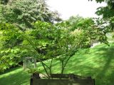 Acer micranthum