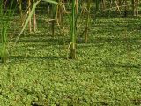 Salvinia natans