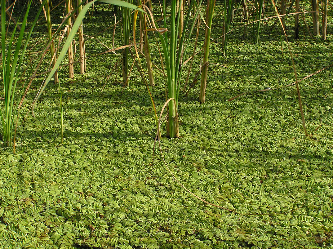 Image of Salvinia natans specimen.