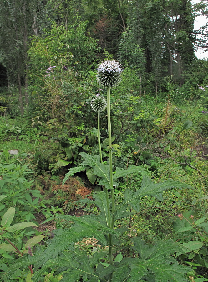 Изображение особи род Echinops.