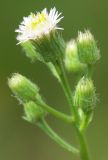 Erigeron acris. Верхушка соцветия. Ленинградская обл., середина июня.