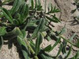 Echium sabulicola. Нижняя часть растения. Испания, г. Валенсия, резерват Альбуфера (Albufera de Valencia), стабилизировавшаяся дюна. 6 апреля 2012 г.