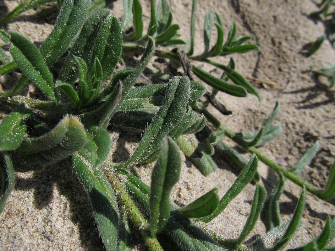 Изображение особи Echium sabulicola.