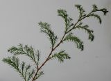 Chamaecyparis pisifera. Веточка. Германия, г. Кемпен, в культуре. 09.11.2012.