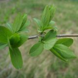 Lonicera tatarica