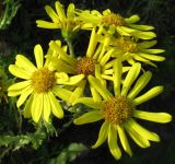 Senecio jacobaea
