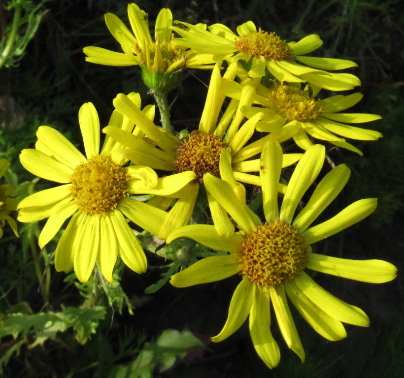 Изображение особи Senecio jacobaea.