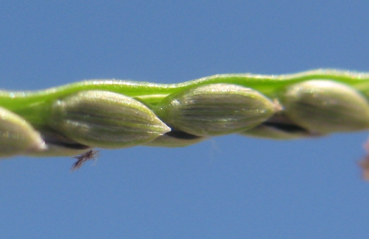 Image of Digitaria asiatica specimen.