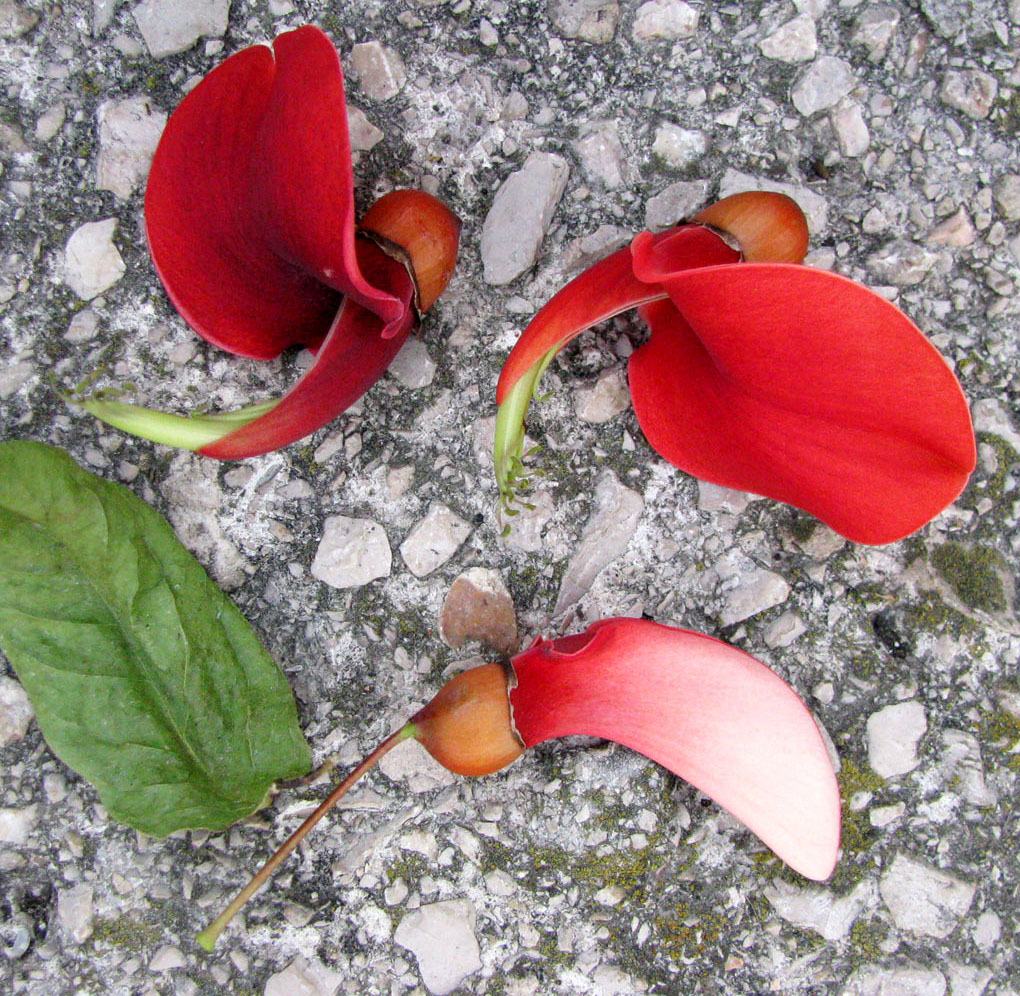 Image of Erythrina crista-galli specimen.