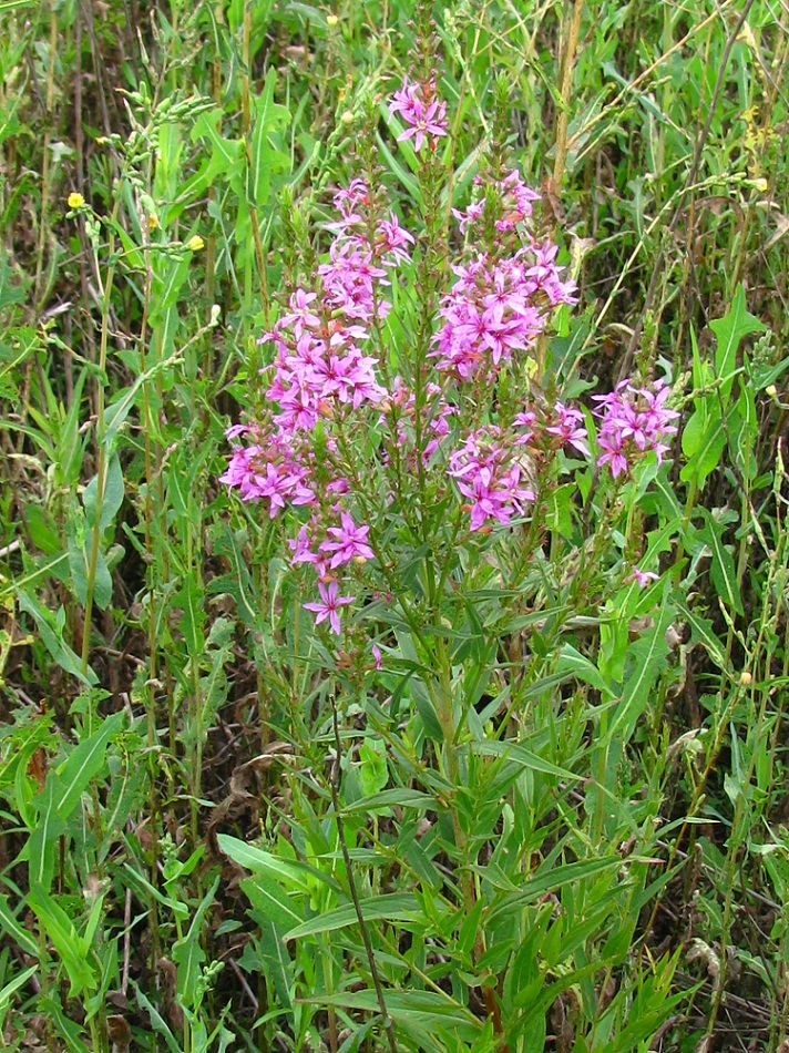 Image of Lythrum intermedium specimen.