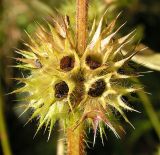Galeopsis ladanum