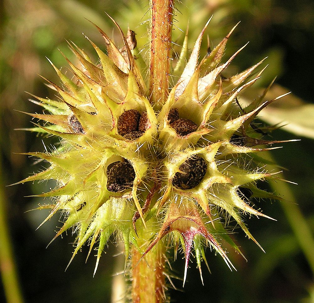 Изображение особи Galeopsis ladanum.