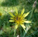 Tragopogon dubius. Соцветие с кормящейся пчелой. Ростовская обл., г. Азов, у двора. 01.06.2012.