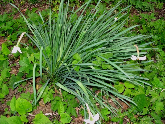 Изображение особи Narcissus angustifolius.