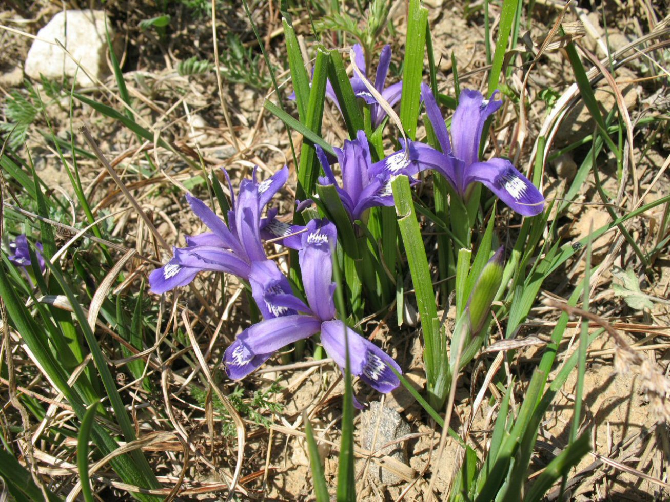 Image of Iris ruthenica specimen.