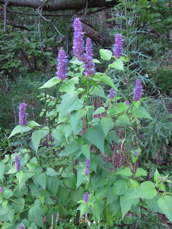 Изображение особи Agastache rugosa.