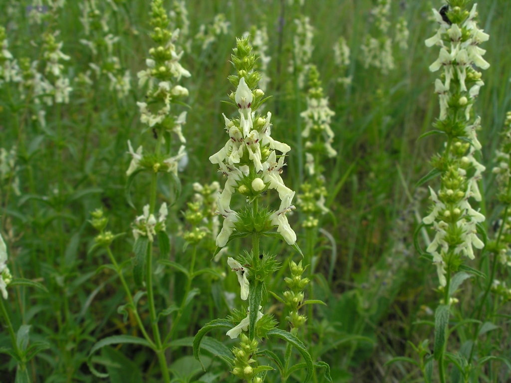 Изображение особи Stachys recta.