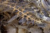 Echinops polyceras. Сухой лист. Израиль, нагорье Негев, кратер Рамон, сухое русло. 03.03.2012.