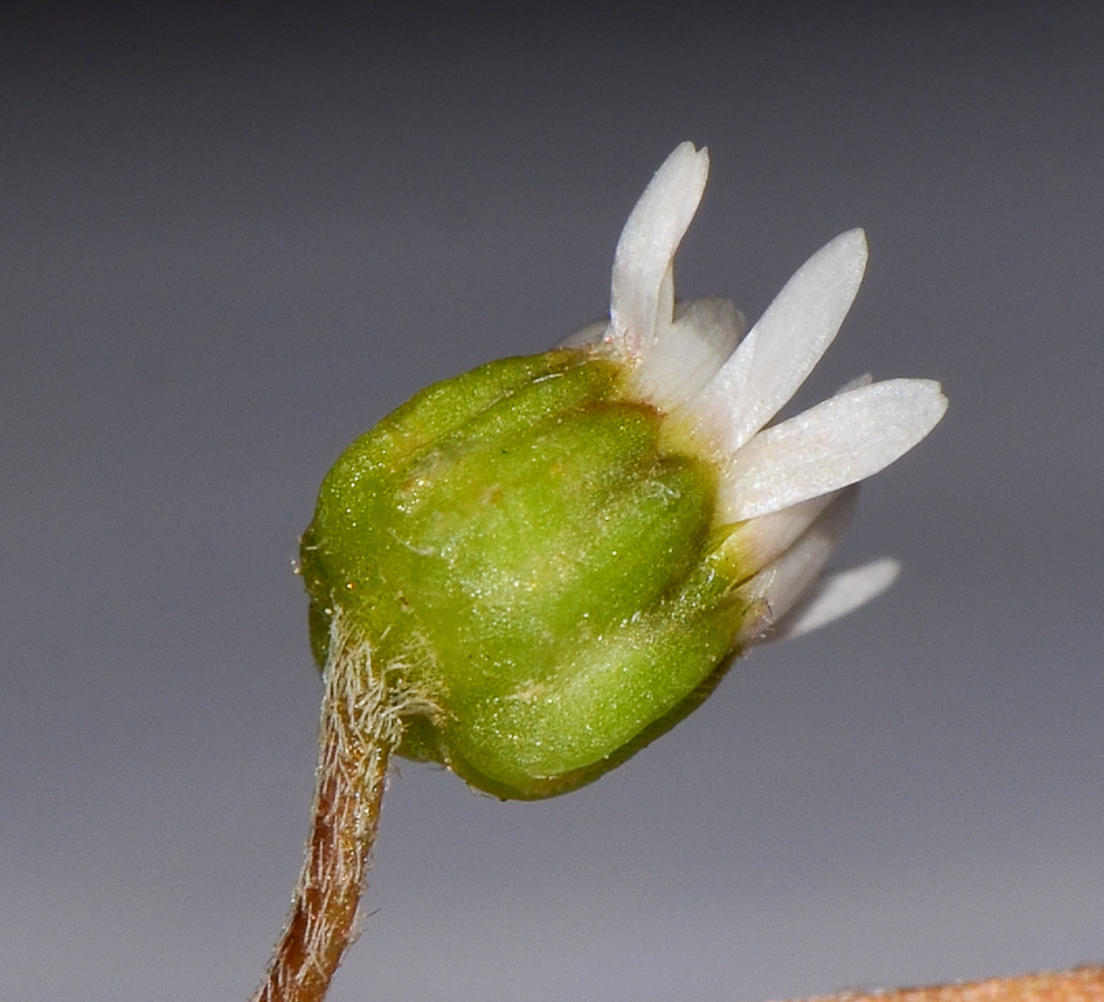 Image of Bellis annua specimen.