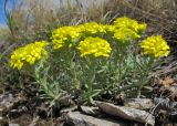 Alyssum lenense. Цветущее растение. Татарстан, г. Бавлы, каменистый склон. 09.05.2013.