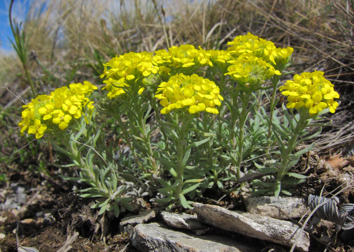 Image of Alyssum lenense specimen.