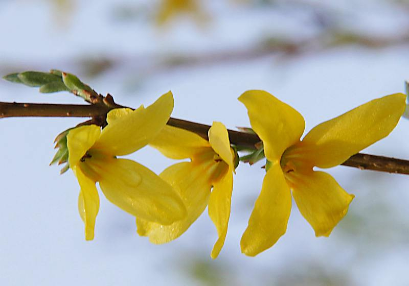 Изображение особи Forsythia &times; intermedia.