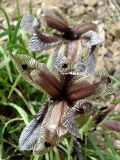 Iris helena