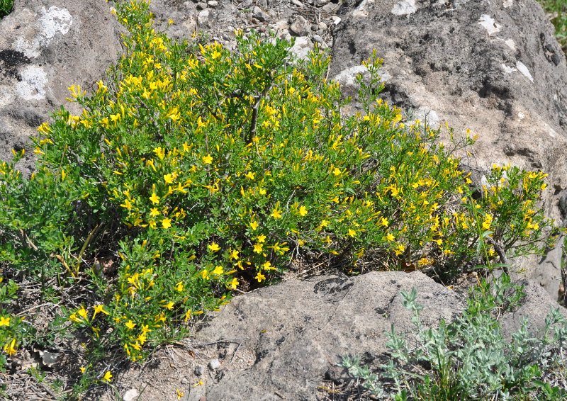 Image of Jasminum fruticans specimen.