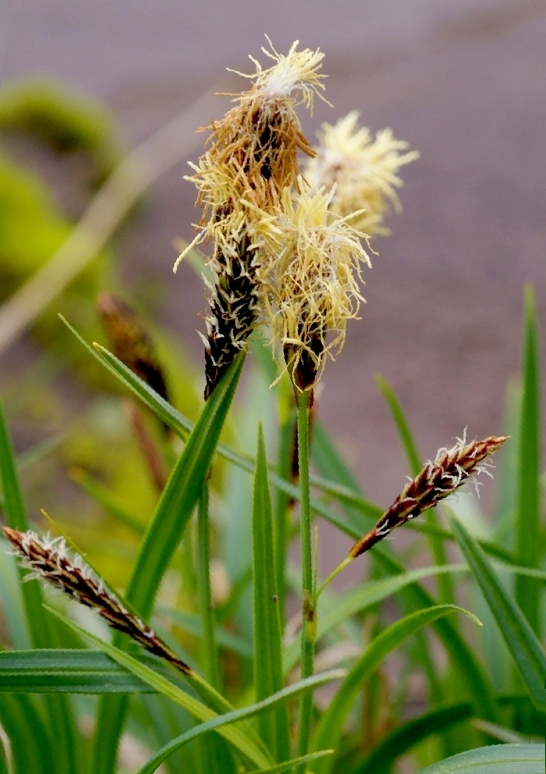 Изображение особи Carex riishirensis.