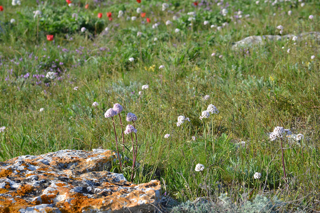 Image of Valeriana tuberosa specimen.