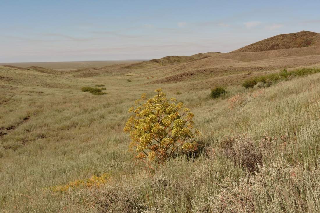 Изображение особи Ferula teterrima.