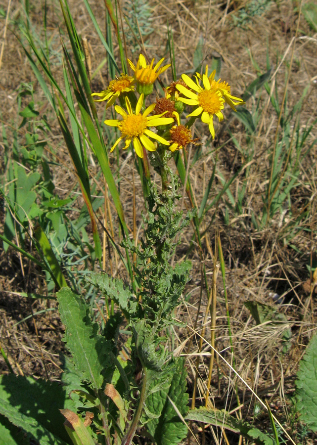 Изображение особи Senecio jacobaea.