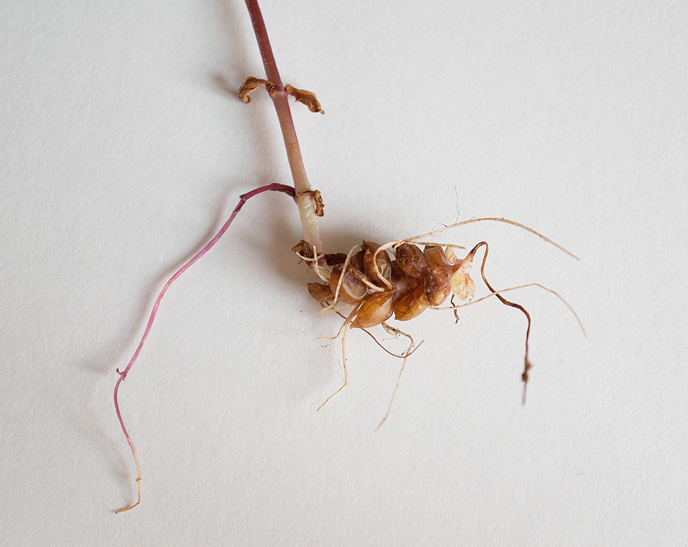 Image of Epilobium palustre specimen.