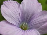 Linum hypericifolium