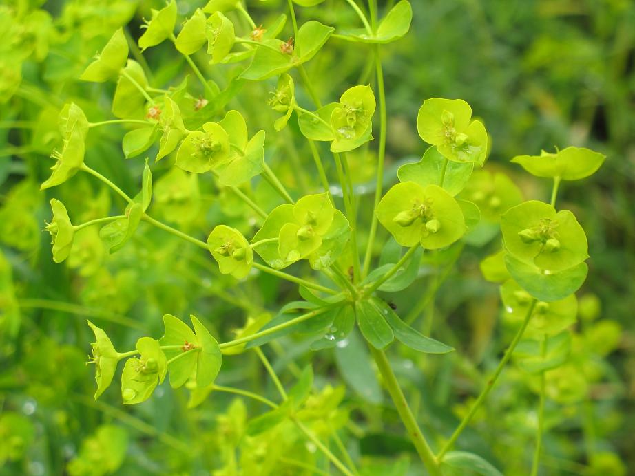 Изображение особи Euphorbia jaxartica.