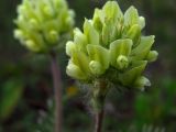 Oxytropis pilosa. Соцветие. Курская обл., юг Кореневского р-на, ур. Карякин яр, плакор. 02.08.2013.