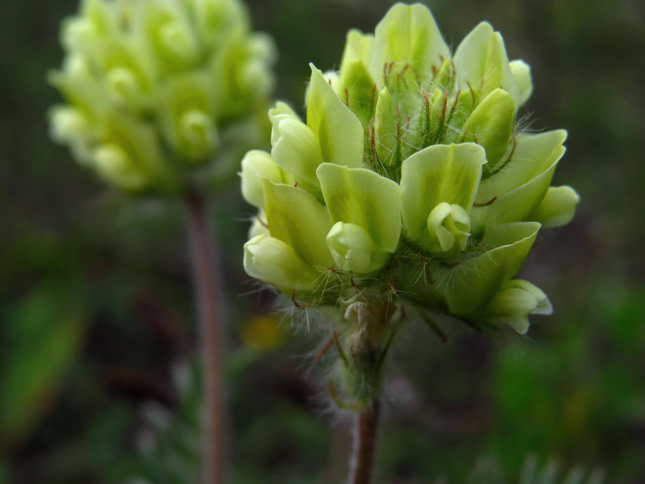 Изображение особи Oxytropis pilosa.