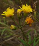 Hieracium umbellatum. Соцветия. Ростовская обл., дельта Дона, Азовский р-н, окр. хутора Курган, песчаный луг. 02.08.2012.